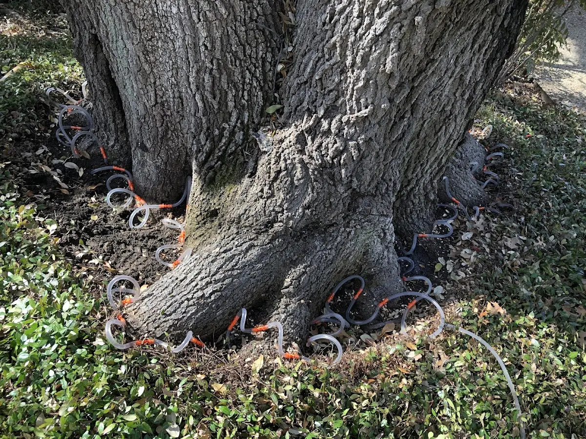 Detailed Tree Cabling and Bracing job site in Rhinebeck