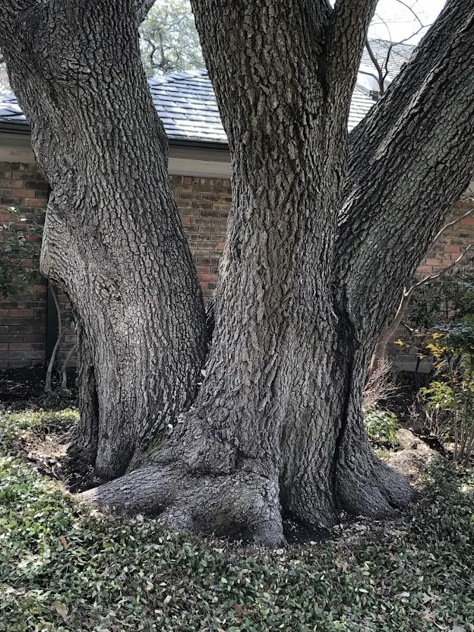 Mature heritage tree close to a Rhinebeck property cared for by certified arborists